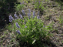 %_tempFileName2014-05-31_01_Ken_Patrick_Uncle_Jim_Trail_Grand_Canyon-11%