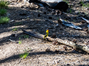 %_tempFileName2014-05-31_01_Ken_Patrick_Uncle_Jim_Trail_Grand_Canyon-6%