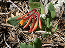 %_tempFileName2014-06-03_01_Mormon_Mountain_Trail-2%