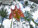 %_tempFileName2013-07-17_1_Itasca_State_Park-16%