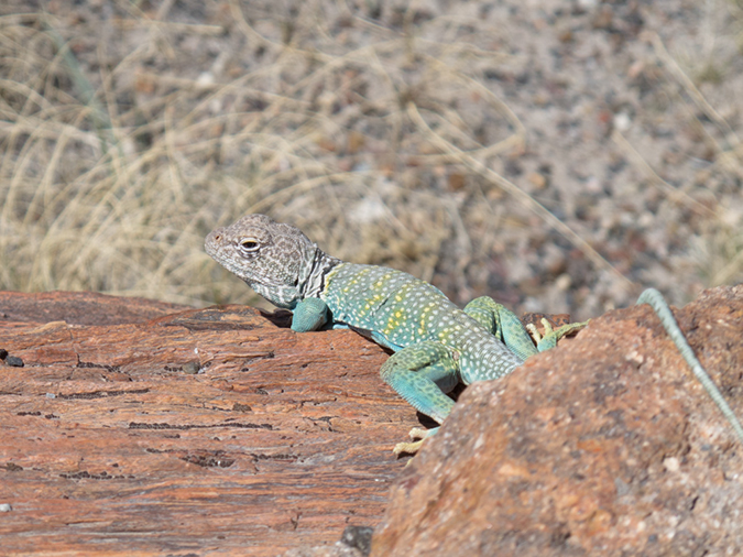 %_tempFileName2013-04-22_Petrified_Forest-12%