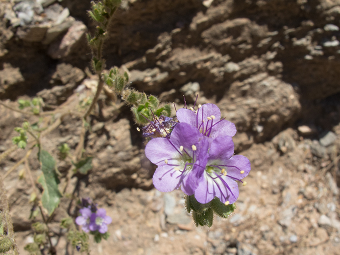 %_tempFileName2013-04-23_Squaw_Peak-12%