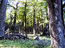 %_tempFileName2014-03-27_01_El_Chalten_Laguna_Torre_Trail-34%
