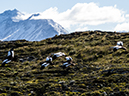 %_tempFileName2014-04-01_01_Ushuaia_Tres_Marias_Boat_Trip-80%