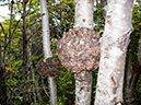 %_tempFileName2014-04-02_02_Ushuaia_Tierra_del_Fuego_National_Park%20-18%