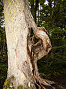 %_tempFileName2014-04-02_02_Ushuaia_Tierra_del_Fuego_National_Park%20-30%