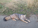 %_tempFileName2014-04-02_02_Ushuaia_Tierra_del_Fuego_National_Park%20-46%