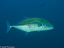 %_tempFileName2012-12-09_3_Socorro_Cabo_Pears-8%