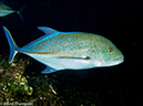 %_tempFileName2012-12-10_3_Socorro_Punta_Tosca-37%