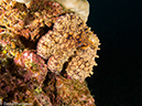 %_tempFileName2012-12-10_4_Socorro_Punta_Tosca-29%