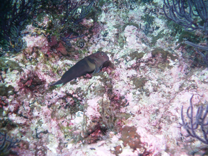 El%20Bajito%20Panamic%20Fanged%20Blenny%201