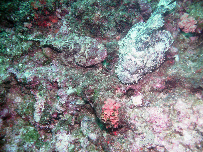 El%20Bajito%20Scorpionfish