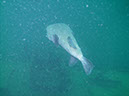 Fang%20Ming%20Spotted%20Porcupinefish