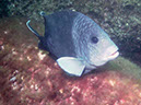 Los%20Islotes%20%20Giant%20Damselfish%201