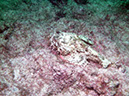 Swanee%20Reef%202%20Scorpionfish