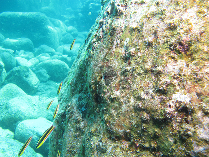 Day 1 Los Islotes Dive 2 (14)