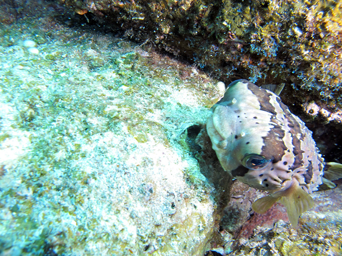 Day 5 Los Islotes Dive 1 (14)