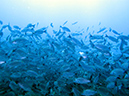Day 1 Swanee Reef (2)