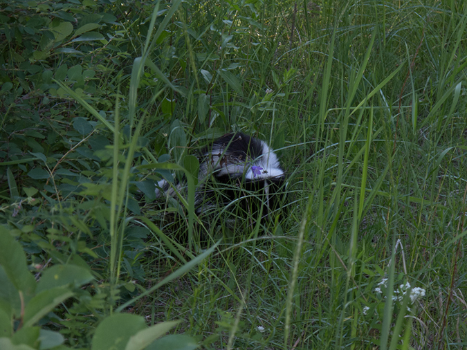 %_tempFileName2013-07-10_2_Hells_Canyon_Hike-12%