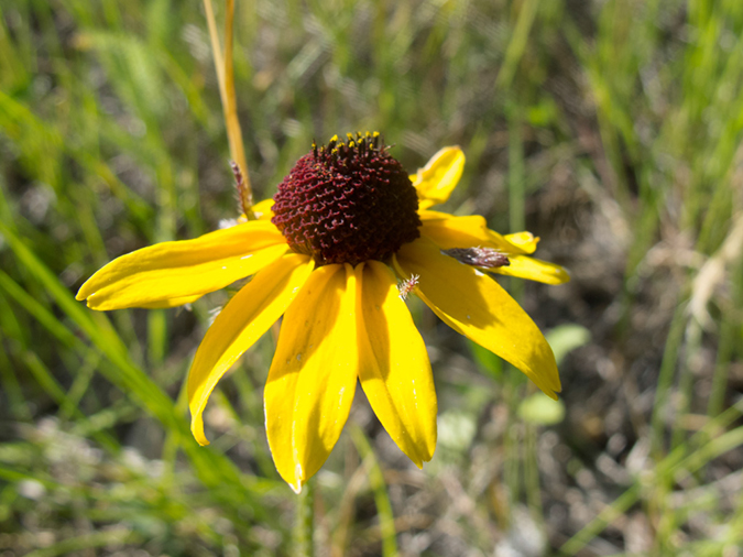 %_tempFileName2013-07-10_2_Hells_Canyon_Hike-3%