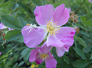 %_tempFileName2013-07-10_2_Hells_Canyon_Hike-4%
