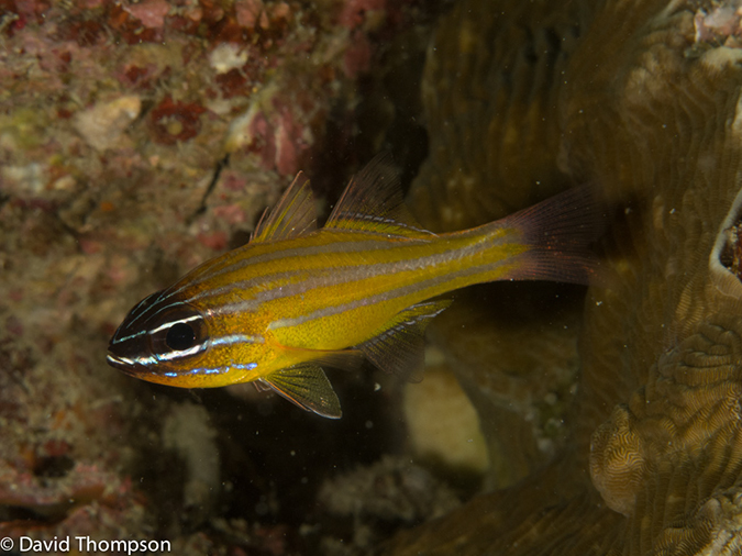 %_tempFileName2013-03-11_3_Koh_Bida_Nai-29%