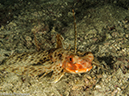 %_tempFileName2013-03-11_5_Losama_Island_Losama_Bay_Night_Dive-18%