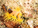 %_tempFileName2013-03-11_5_Losama_Island_Losama_Bay_Night_Dive-19%