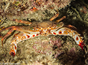 %_tempFileName2013-03-11_5_Losama_Island_Losama_Bay_Night_Dive-35%