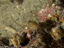 %_tempFileName2013-03-11_5_Losama_Island_Losama_Bay_Night_Dive-41%