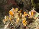 %_tempFileName2013-03-11_5_Losama_Island_Losama_Bay_Night_Dive-44%