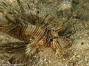 %_tempFileName2013-03-13_1_Koh_Butang_Muck_Dive-18%