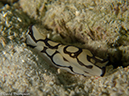 %_tempFileName2013-03-13_1_Koh_Butang_Muck_Dive-28%