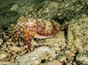 %_tempFileName2013-03-13_1_Koh_Butang_Muck_Dive-39%