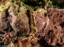 %_tempFileName2013-03-13_1_Koh_Butang_Muck_Dive-71%