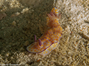 %_tempFileName2013-03-13_1_Koh_Butang_Muck_Dive-9%