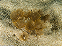 %_tempFileName2013-03-13_2_Koh_Sawang_Muck_Dive-1%