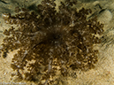 %_tempFileName2013-03-13_2_Koh_Sawang_Muck_Dive-2%