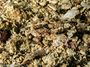 %_tempFileName2013-03-13_2_Koh_Sawang_Muck_Dive-24%