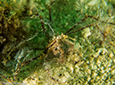 %_tempFileName2013-03-13_2_Koh_Sawang_Muck_Dive-8%