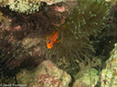 %_tempFileName2013-03-13_2_Koh_Sawang_Muck_Dive-80%