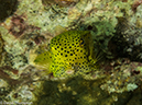 %_tempFileName2013-03-13_3_Scuba_Netarea_Soft_Coral-35%