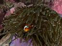 %_tempFileName2013-03-13_4_Stonehenge_Koh_Talung_Soft_Coral-37%