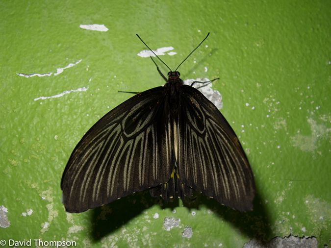%_tempFileName2013_03_09_Phuket_Thailand-121%
