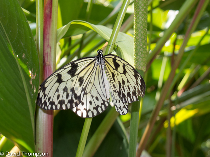 %_tempFileName2013_03_09_Phuket_Thailand-67%