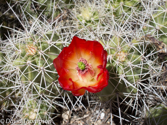 %_tempFileName2013-04-26_Thunder_River_Trail-28%