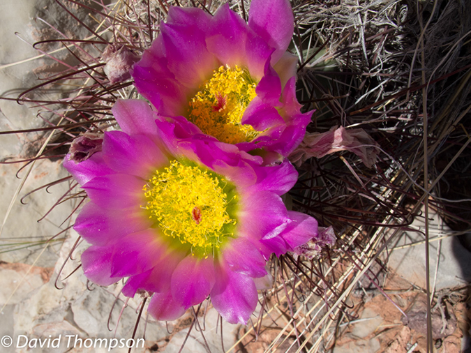 %_tempFileName2013-04-26_Thunder_River_Trail-50%