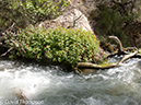 %_tempFileName2013-04-27_Thunder_River_Trail-18%