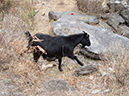 %_tempFileName2013-03-27_Tiger_Leaping_Gorge-55%