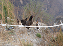 %_tempFileName2013-03-28_Tiger_Leaping_Gorge-14%